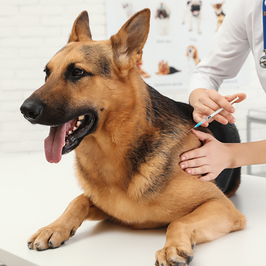 Vaccinatie hond