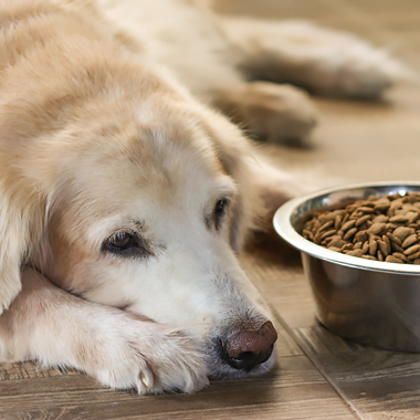 Een vermoeide hond ligt naast zijn volle etensbak