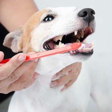 Tandheelkunde hond