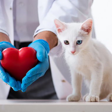 Dokter met een rood hart in zijn handen en een witte kat met twee verschillende kleur ogen