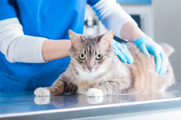 Een kat die op de behandeltafel ligt