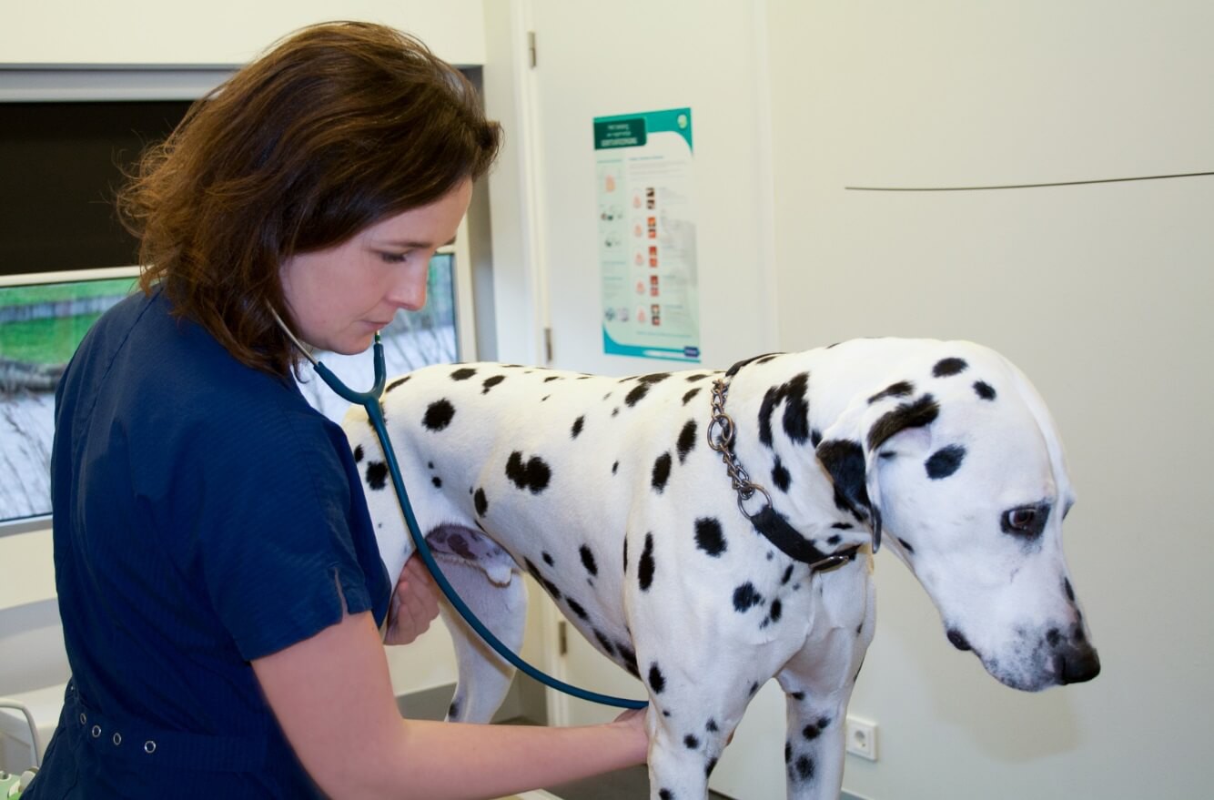 Een hond wordt onderzocht met klinisch onderzoek