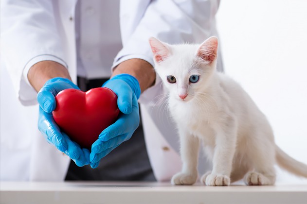 Een dierenarts die een hart vast houd en een witte kat met verschillende kleuren ogen