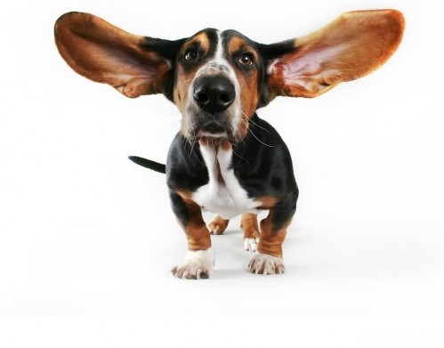 Een hond met hele grote oren
